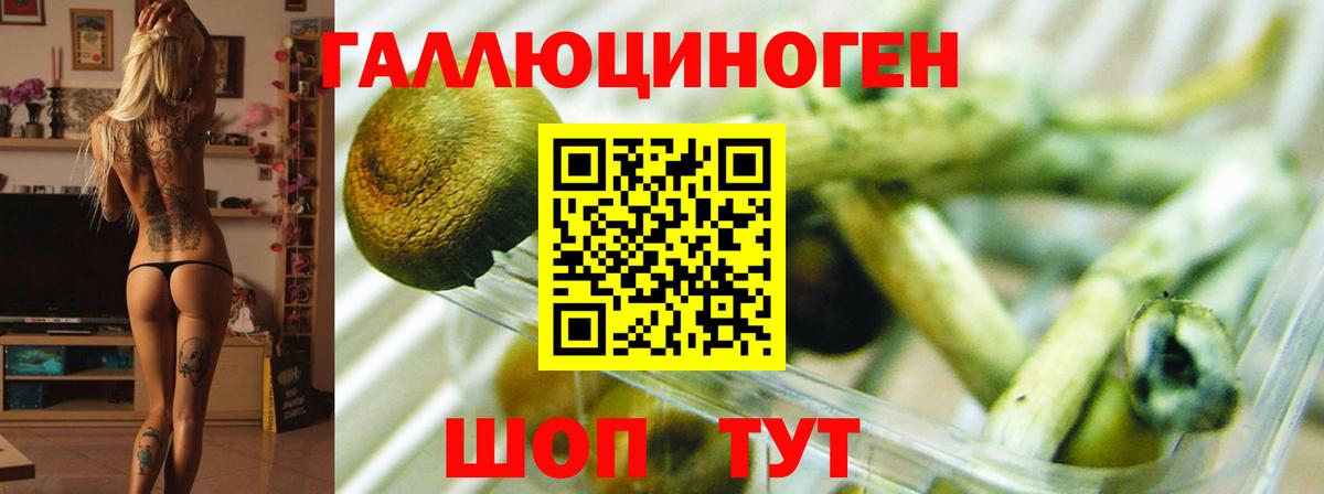 Галлюциногенные грибы GOLDEN TEACHER  наркошоп  Лабинск  Вход с VPN  Псилоцибиновые грибы Psilocybine cubensis 